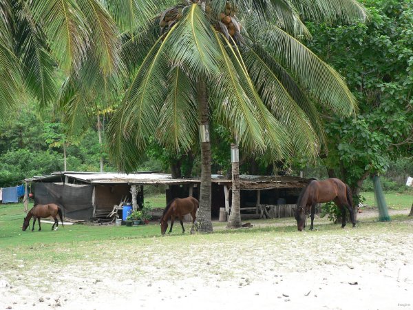 96- La maison et les chevaux dans la Baie Daniel 